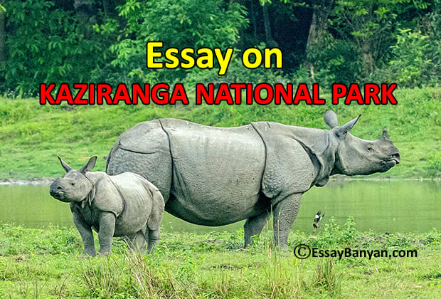Kaziranga
