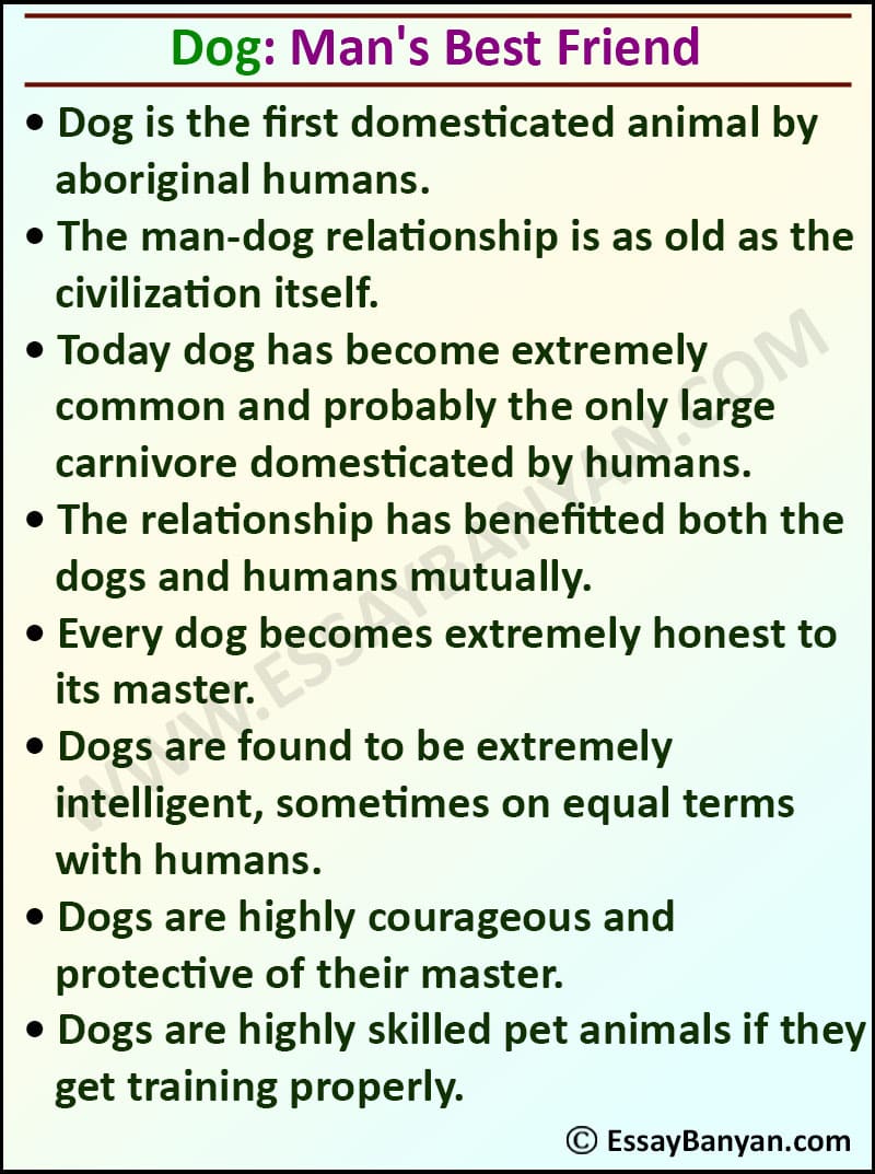 english essay of dog
